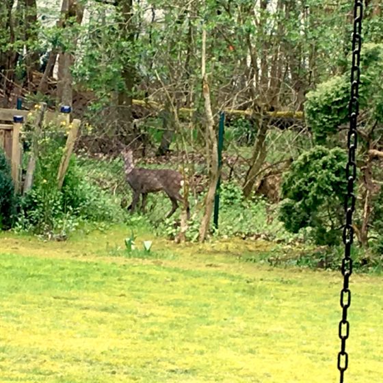 Deer in back yard