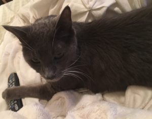 Mittens likes watching TV